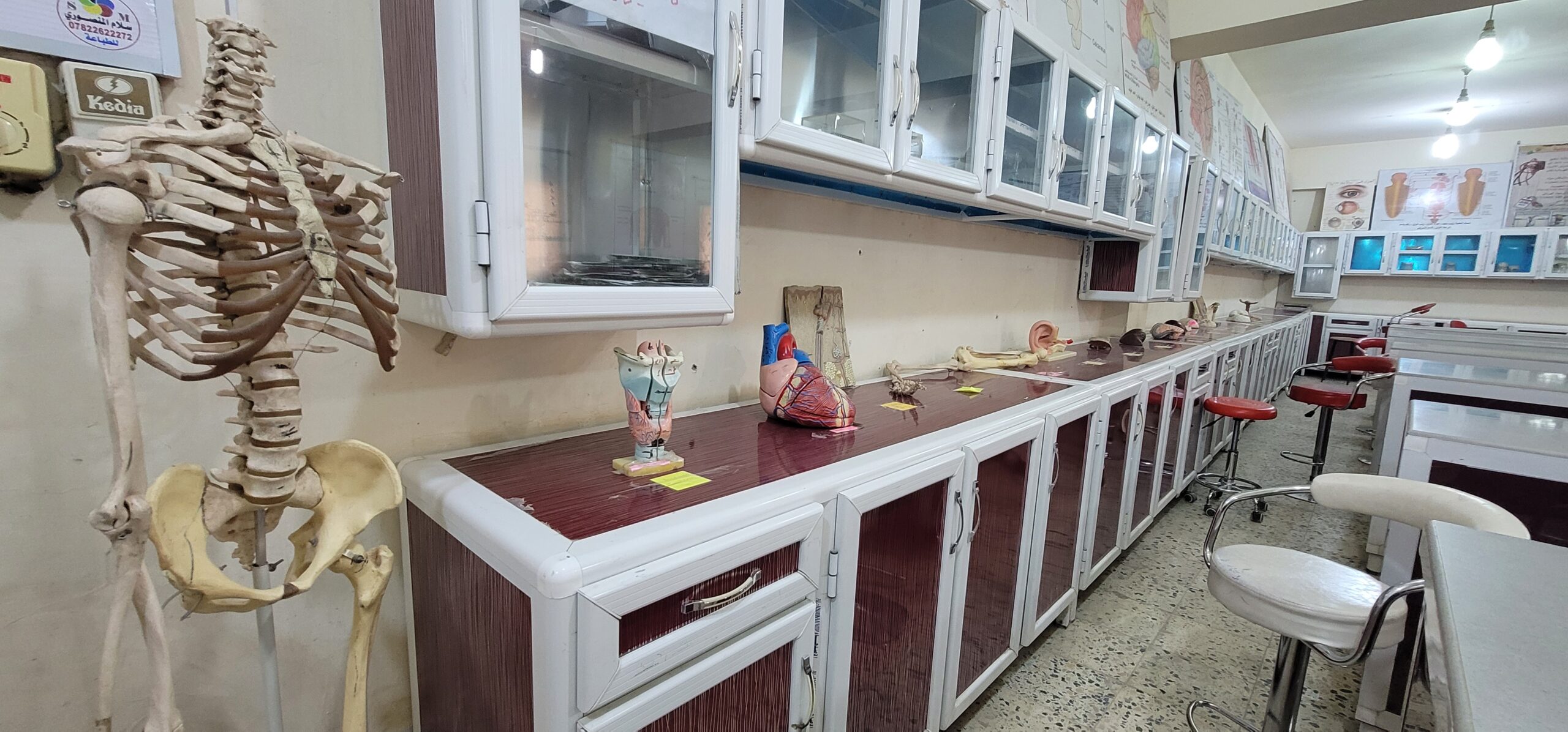 صورة مختبر التشريح 3