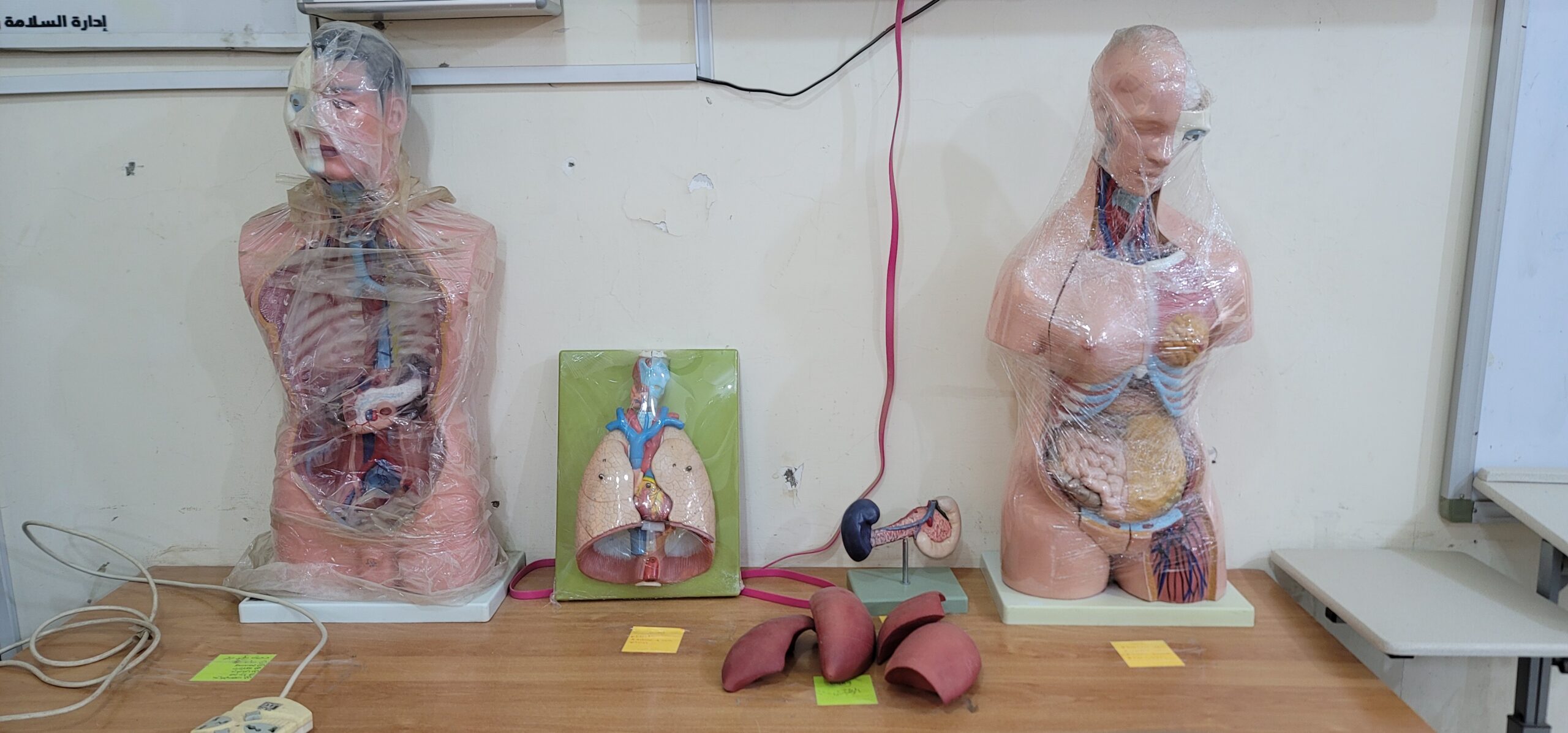 صورة مختبر التشريح 4